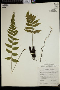 Deparia japonica image