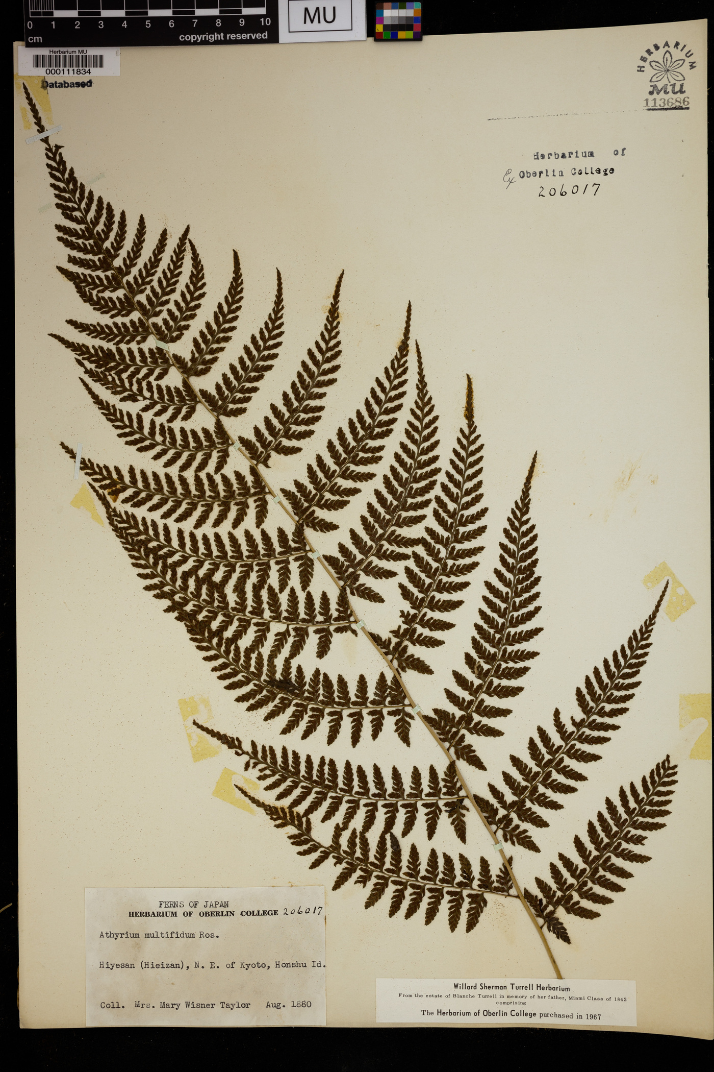 Athyrium deltoidofrons image