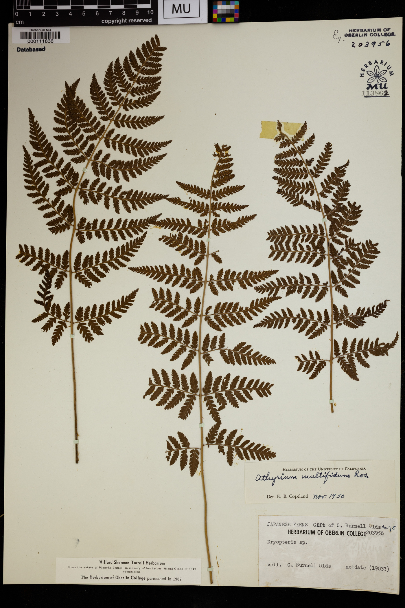 Athyrium deltoidofrons image