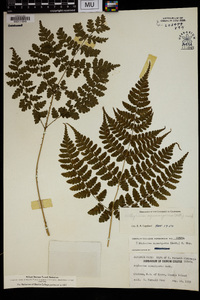 Diplazium squamigerum image