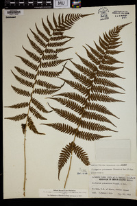 Athyrium yokoscense image