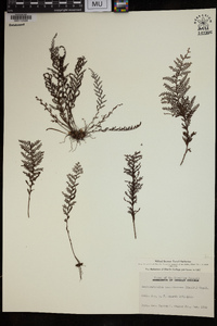 Image of Amphoradenium tamariscinum