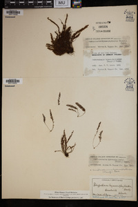 Image of Amphoradenium hymenophylloides