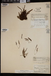 Amphoradenium hymenophylloides image