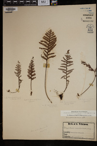 Amphoradenium tamariscinum image