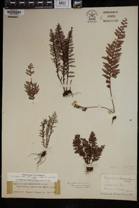 Amphoradenium tamariscinum image