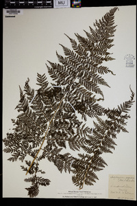 Asplenium aspidioides image