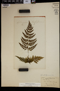 Asplenium bulbiferum image