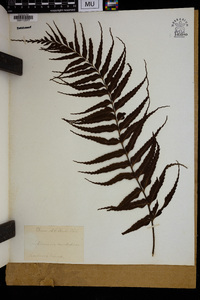 Asplenium caudatum image