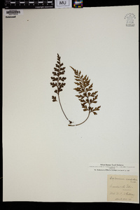 Asplenium caudatum image