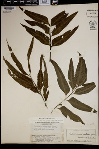 Asplenium enatum image