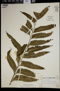 Asplenium enatum image