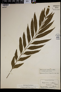 Asplenium enatum image