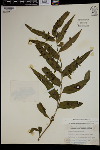 Asplenium enatum image