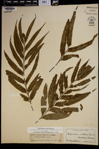 Asplenium enatum image