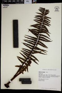 Asplenium horridum image