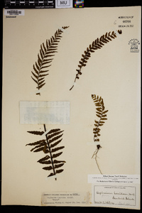 Asplenium horridum image