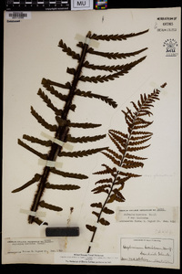 Asplenium horridum image