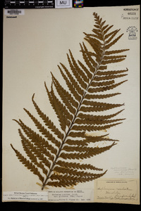 Asplenium horridum image