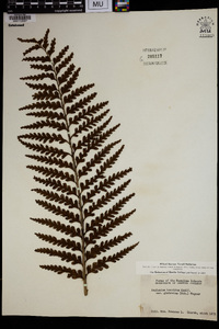 Asplenium horridum var. glabratum image