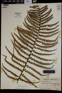 Asplenium horridum image