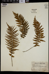 Asplenium horridum image