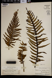 Asplenium horridum image