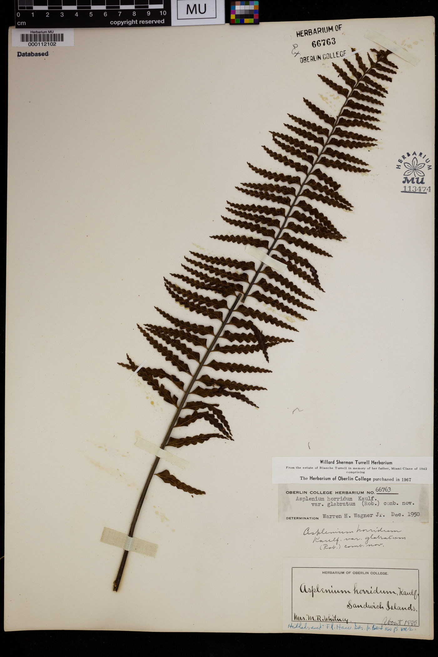 Asplenium horridum var. glabratum image