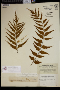 Asplenium polyodon image