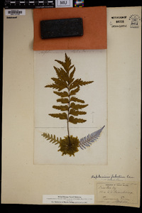 Asplenium polyodon image