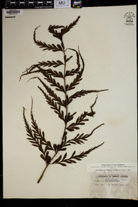 Asplenium polyodon image
