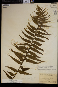 Asplenium polyodon image