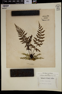 Asplenium polyodon image