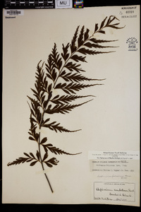 Asplenium polyodon image