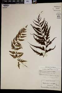 Asplenium polyodon image