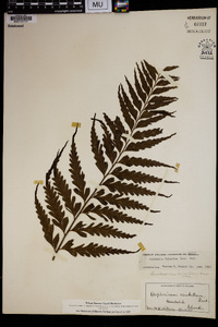 Asplenium polyodon image