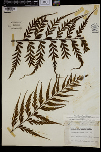 Asplenium polyodon image