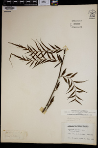 Asplenium polyodon image