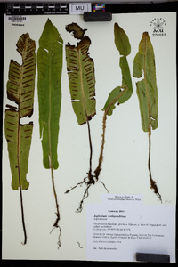 Asplenium scolopendrium image