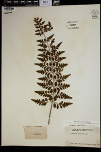 Asplenium lobulatum image