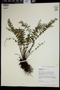 Asplenium macraei image