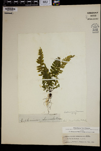 Asplenium macraei image