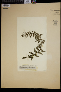Asplenium macraei image
