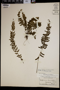 Asplenium macraei image