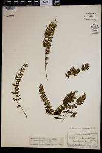 Asplenium macraei image