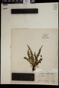 Asplenium macraei image