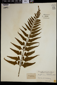 Asplenium lobulatum image