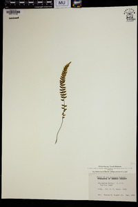 Asplenium macraei image