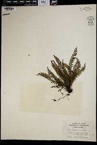 Asplenium macraei image