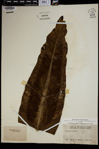 Asplenium nidus image